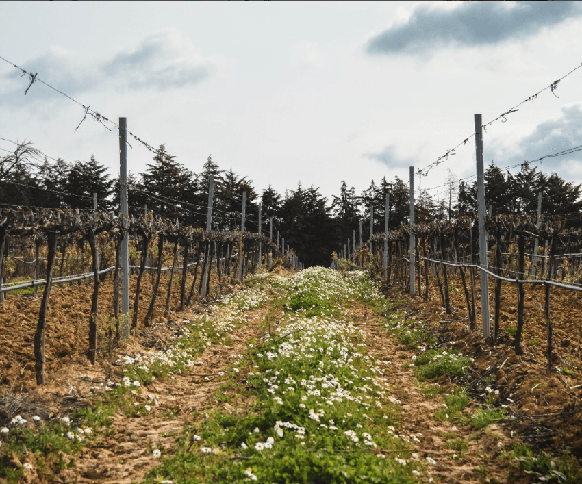 Quinta da Centieira — Tejo, Portugal