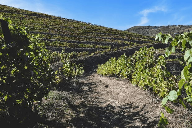 Quinta do Sagrado — Douro, Portugal